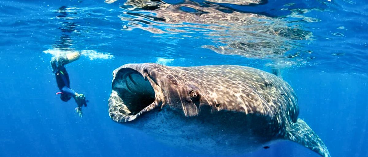 Swimming with Sharks in Isla Mujeres, Mexico